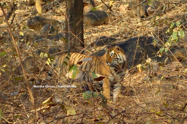 Tiger sighting at Ranthambore National Park